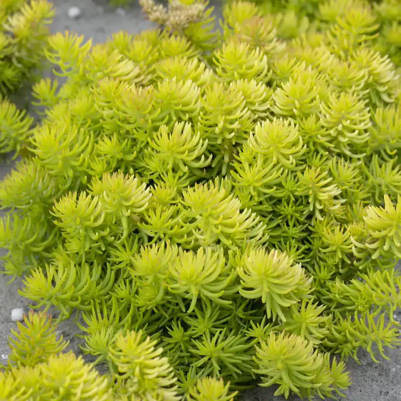 Letzte Chance Felsen-Fetthenne ‘Angelina’ Sedum reflexum Angelina