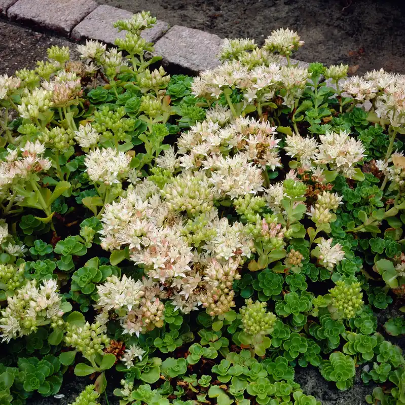 Schneeteppich Fettblatt 'Album Superbum' Sedum spurium album superbum Must-Have