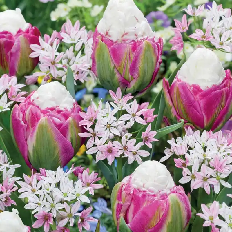 Kostenloser Versand Pastelfarbene Tulpen Ice Cream und Zierlauch Blumenzwiebel Mischung (x15) Tulipa ice cream, allium cameleon