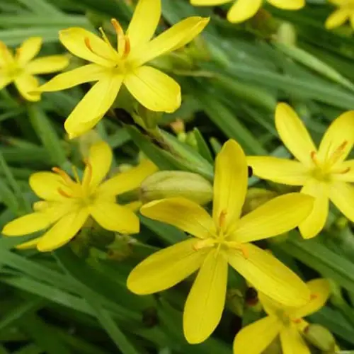 Sisyrinchiums californicum Kalifornische Bermudawurzel (x3) Sisyrinchium californicum (brachypus) Preisreduziert