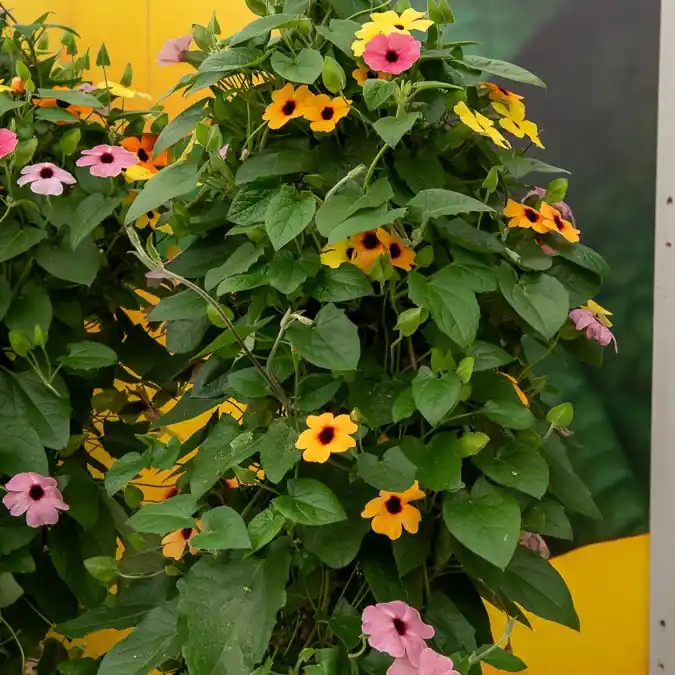 Top-Angebot Schwarzäugige Susanne Mischung (pink, orange, weiß) (x3) Thunbergia alata sunny susy®