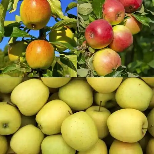 Kracherpreis Apfelbaum-Kollektion 'Reine des reinettes', 'Cox's', 'Golden Delicious' Malus domestica reine de reinettes, cox's, golden delicious