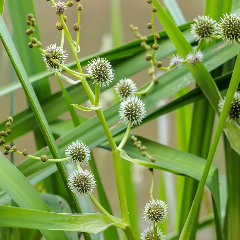 Igelkolben Sparganium erectum Jetzt Bestellen