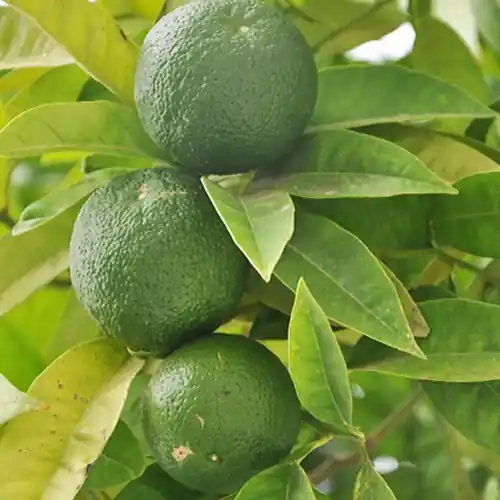 Echte Limette Citrus aurantifolia Rabatt