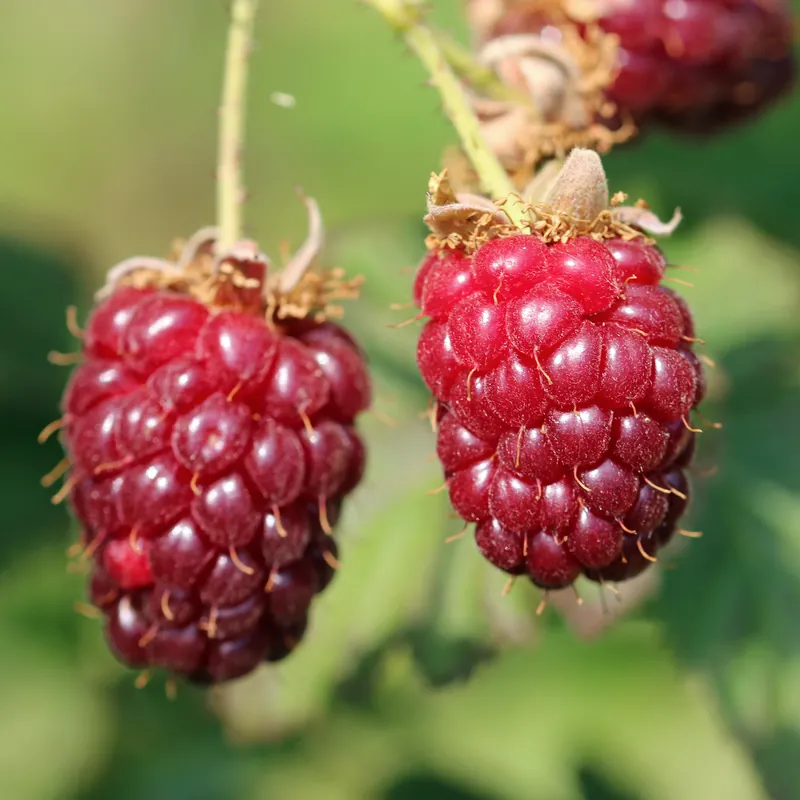 Rabatt Loganbeere Rubus loganbes