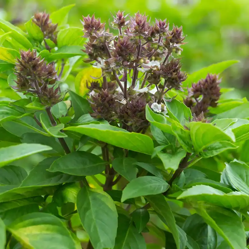 Thai-Basilikum Ocimum basilicum var. thyrsiflora Rabatt