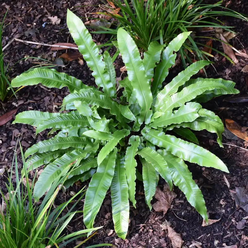 Hirschzungenfarn Asplenium scolopendrium Preiswert