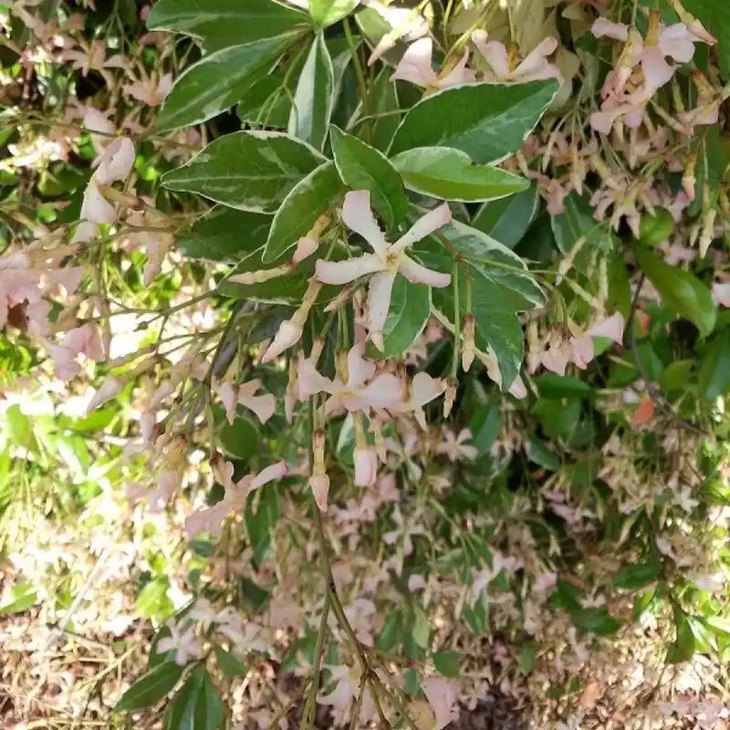 Sternjasmin ‘Star of Milano’® Trachelospermum asiaticum Star of Milano ® Super-Preis