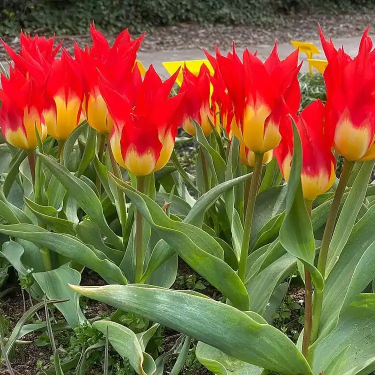 Schneller Versand Tulpen ‘Flames Mystery’ (x5) Tulipa Fosteriana Flames Mystery