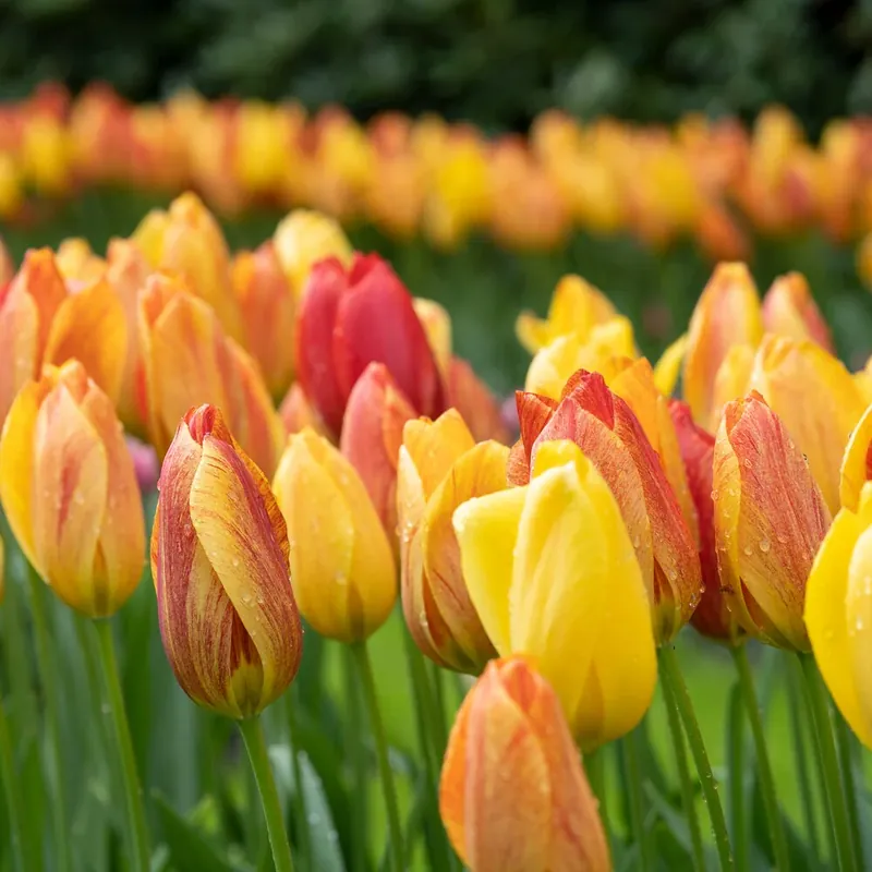 Tulpen ‘Rhapsody of Smiles’ (x5) Tulipa Single Late Rhapsody of Smiles Nur Für Kurze Zeit