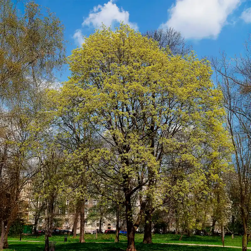 Spitzahorn Acer platanoides Kracherpreis