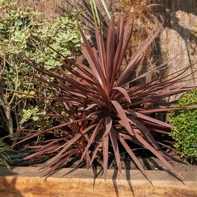 Australische Keulenlilie Burgundy Spire® Cordyline australis Burgundy Spire® Begrenztes Angebot