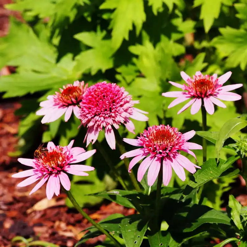 Preis Gesenkt Purpur-Sonnenhut Butterfly Kisses Echinacea purpurea Butterfly Kisses