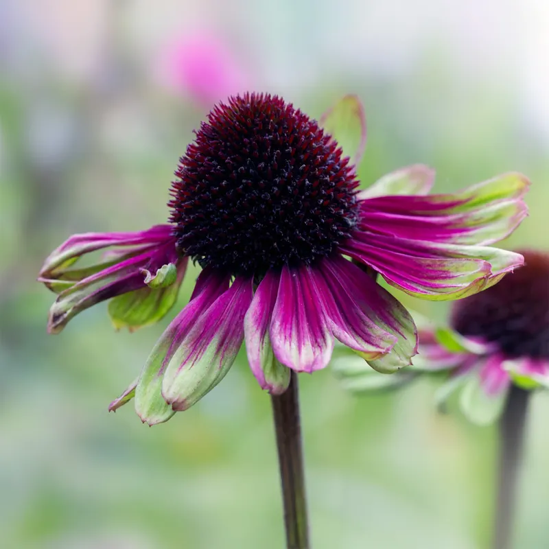 Nur Für Kurze Zeit Purpur-Sonnenhut Sweet Sandia Echinacea purpurea Sweet Sandia