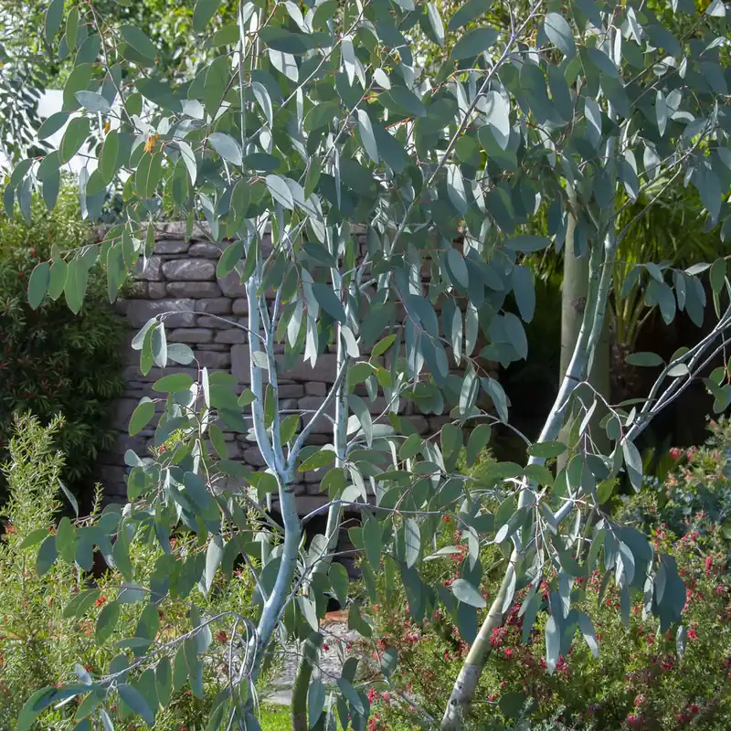 Neu Im Sortiment Eukalyptus Blue Ice Eucalyptus gunnii Blue ice