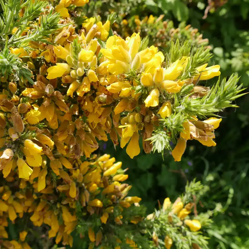 Europäischer Stechginster Ulex europaeus Billig