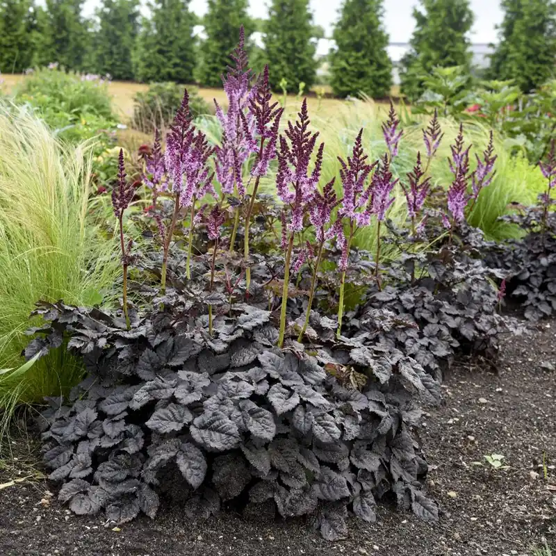 Bestpreis Prachtspiere 'Dark Side of the Moon'® Astilbe chinensis Dark Side of the Moon ®