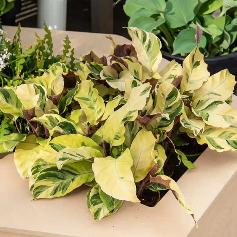 Korbmarante ‘Yellow Fusion’ Calathea lietzei Yellow Fusion Kracherpreis