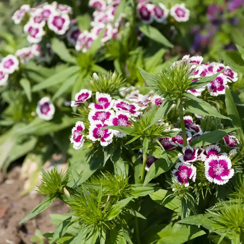 Sonderangebot Bartnelke 'Barbarini Purple Picotee' Dianthus barbatus Barbarini Purple Picotee