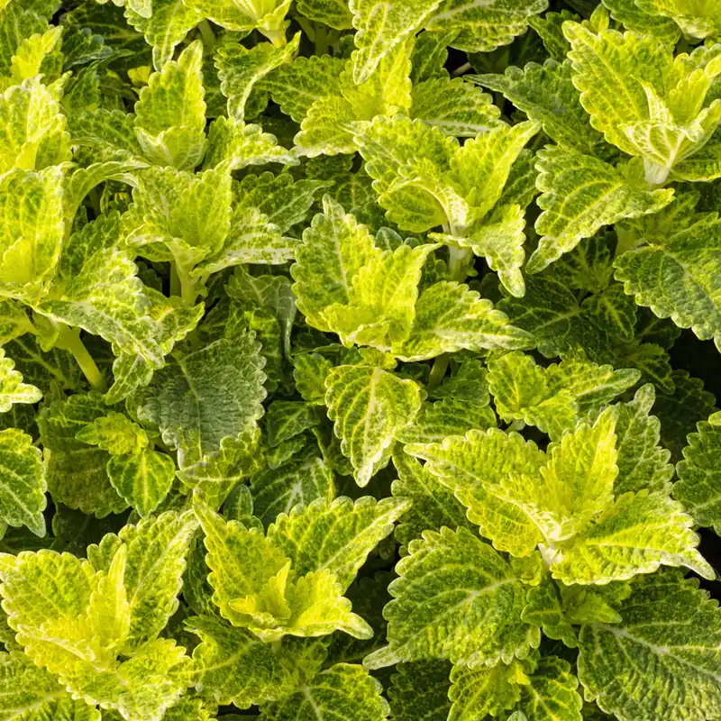 Buntnessel 'Electric Lime' Coleus Electric Lime Letzte Chance