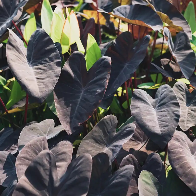 Kracherpreis Elefantenohr ‘Black Magic’ Colocasia rubra Black Magic