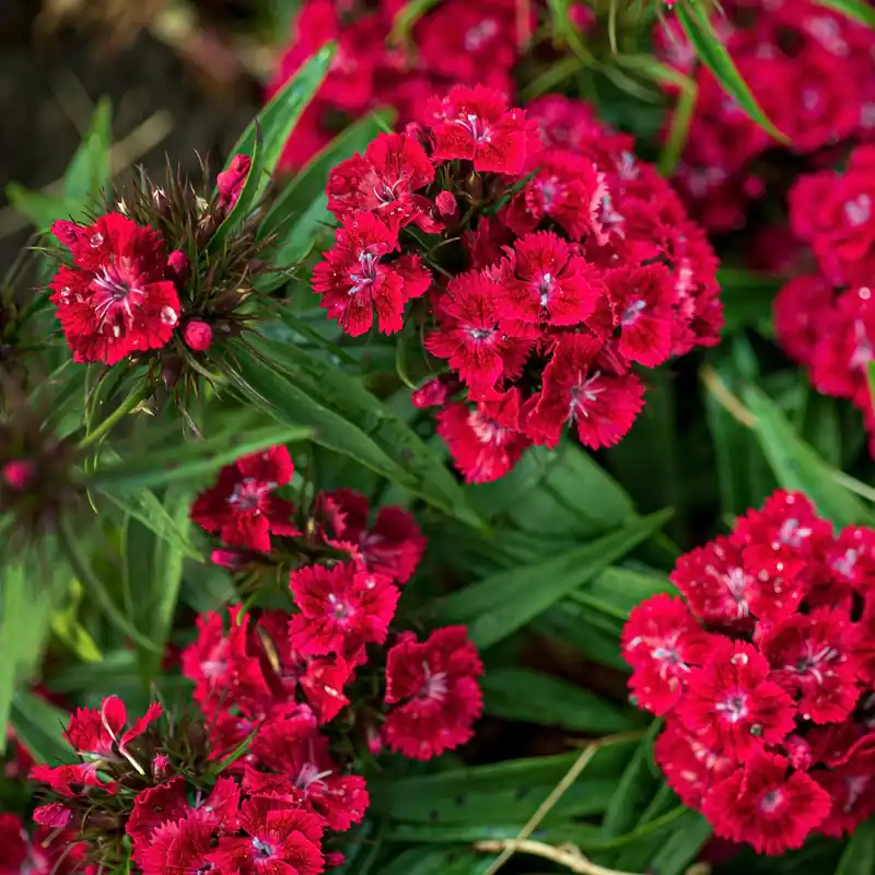 Bartnelke rot Dianthus barbatus Barbarini Red Neu
