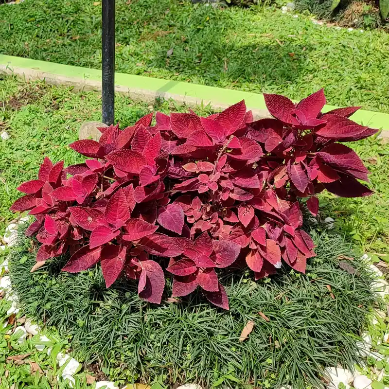 Versand Am Gleichen Tag Buntnessel ‘Red Head’ Coleus Redhead