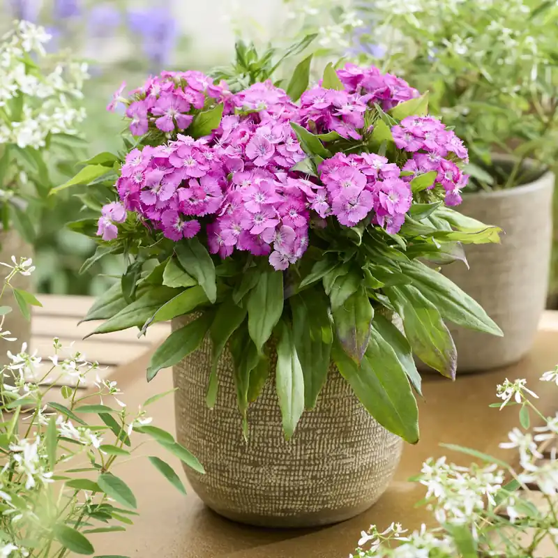 Knallerangebot Bartnelke ‘Barbarini Pink’ Dianthus barbatus Barbarini Pink