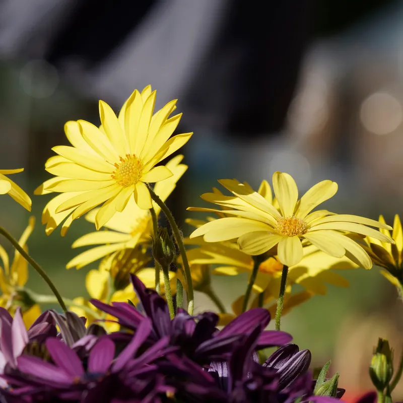 Gelbe Kapmargerite Osteospermum jaune Versand Am Gleichen Tag
