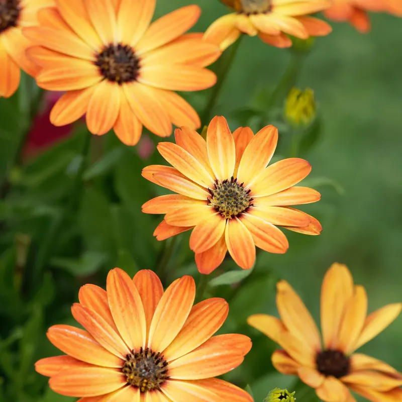 Finale Aktion Kapmargerite orange Osteospermum orange