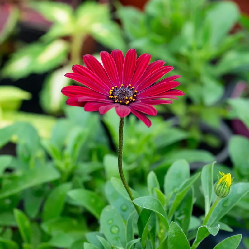 Beliebt Kapmargerite rot Osteospermum rouge