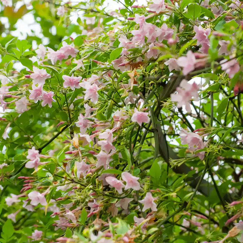Sale Stephanischer Kletterjasmin Jasminum stephanense