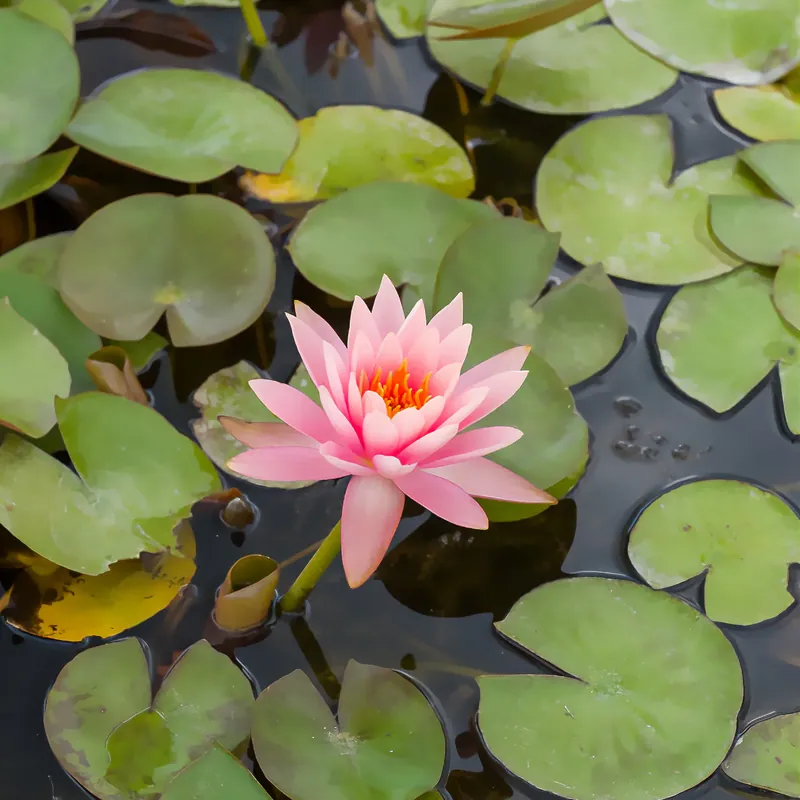 Meistverkauft Seerose ‘Colorado’ Nymphaea Colorado