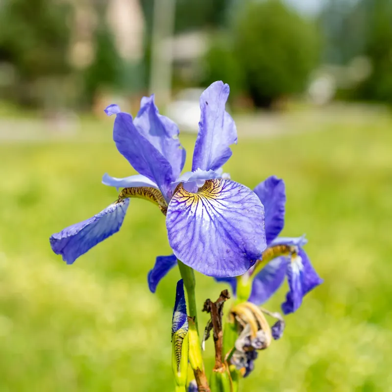 Sibirische Schwertlilie ‘Fran’s Gold’® Iris siberica Fran's Gold ® Sichere Zahlung