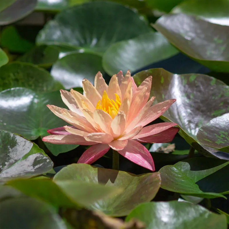 Seerose ‘Wanvisa’ Nymphaea Wanvisa Top-Angebot