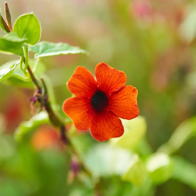 Bestpreis Schwarzäugige Susanne ‘Sunny Susy Brownie’® Thunbergia alata Sunny Susy® Brownie