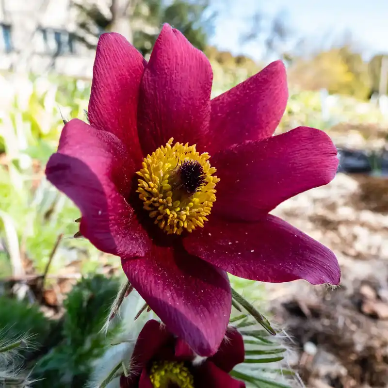 Rote Küchenschelle pulsatilla rood Saisonangebot