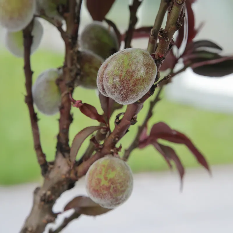 Direkt Vom Hersteller Zierpfirsich Rubira Prunus persica Rubira