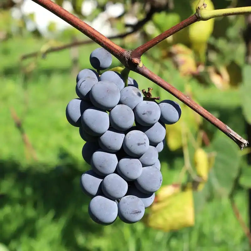 Echt Erdbeertraube Isabella Vitis vinifera Isabella