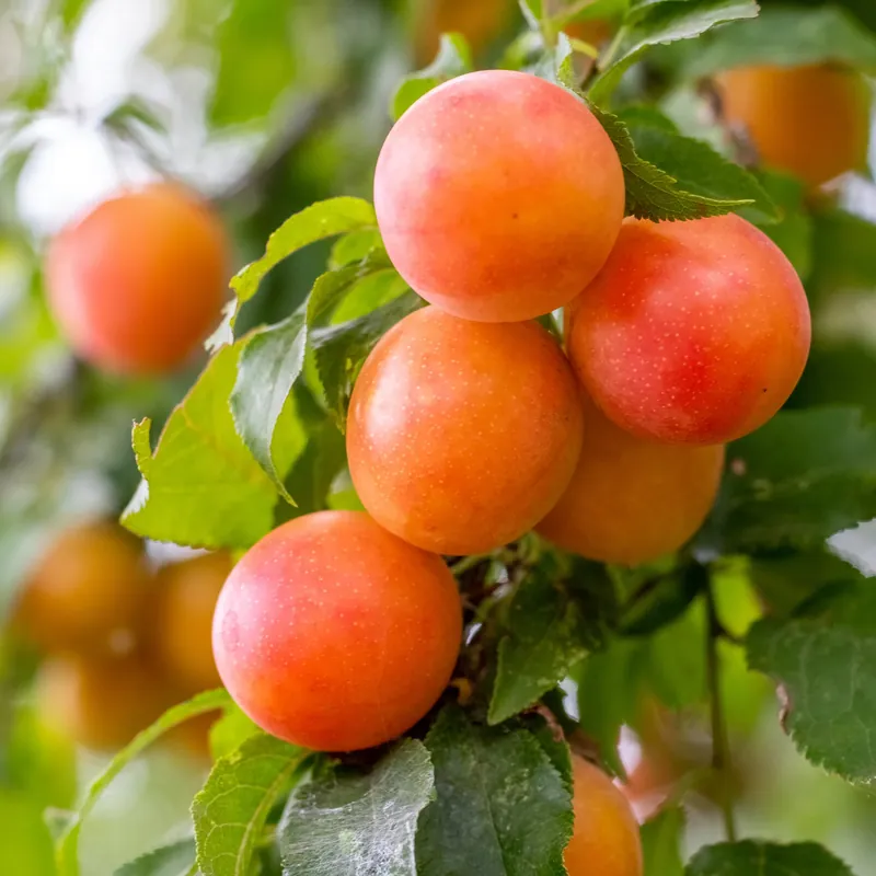 Pflaume Aprimira Prunus domestica Aprimira Preisknaller