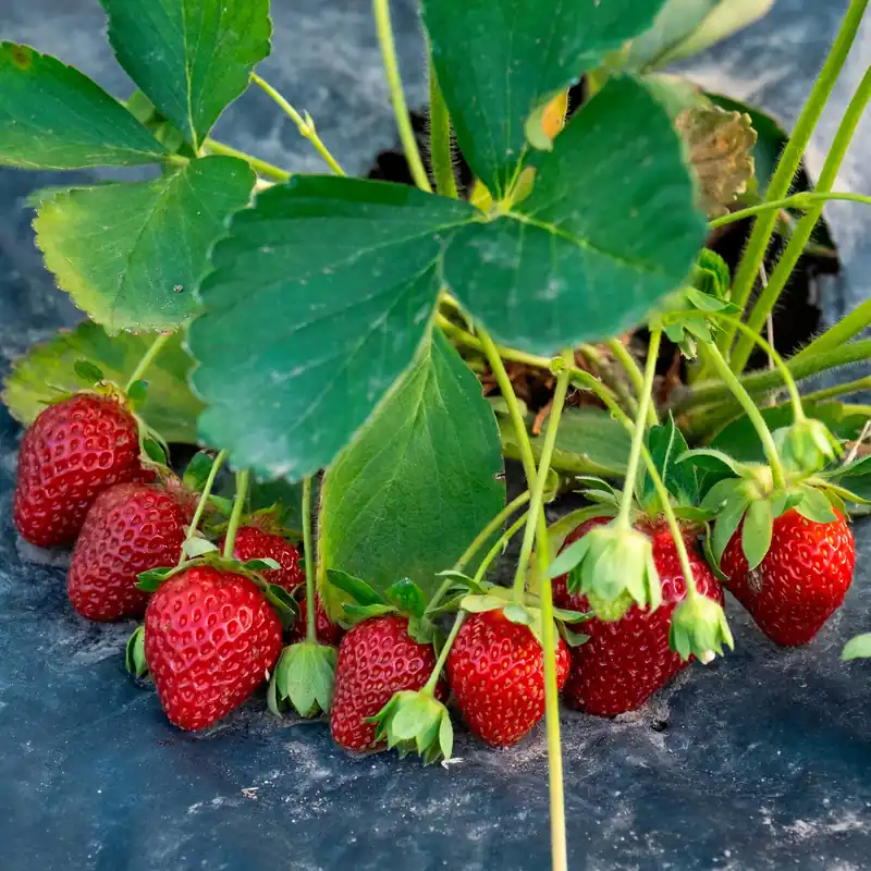 Highlight Gartenerdbeere Anaïs Fragaria × ananassa Anaïs