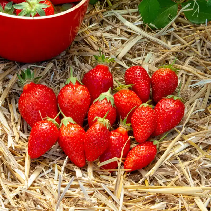 Markenware Gartenerdbeere Ciflorette Fragaria × ananassa Ciflorette