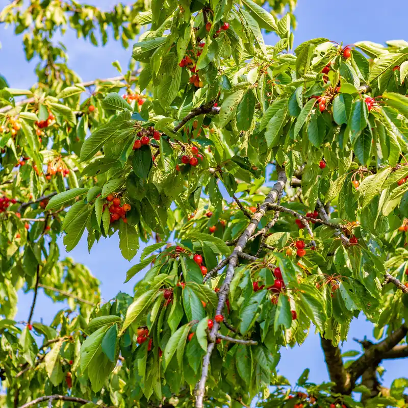 Süßkirsche Büttners Rote Knorpelkirsche Prunus avium Büttners Rote Knorpelkirsche Bestpreis