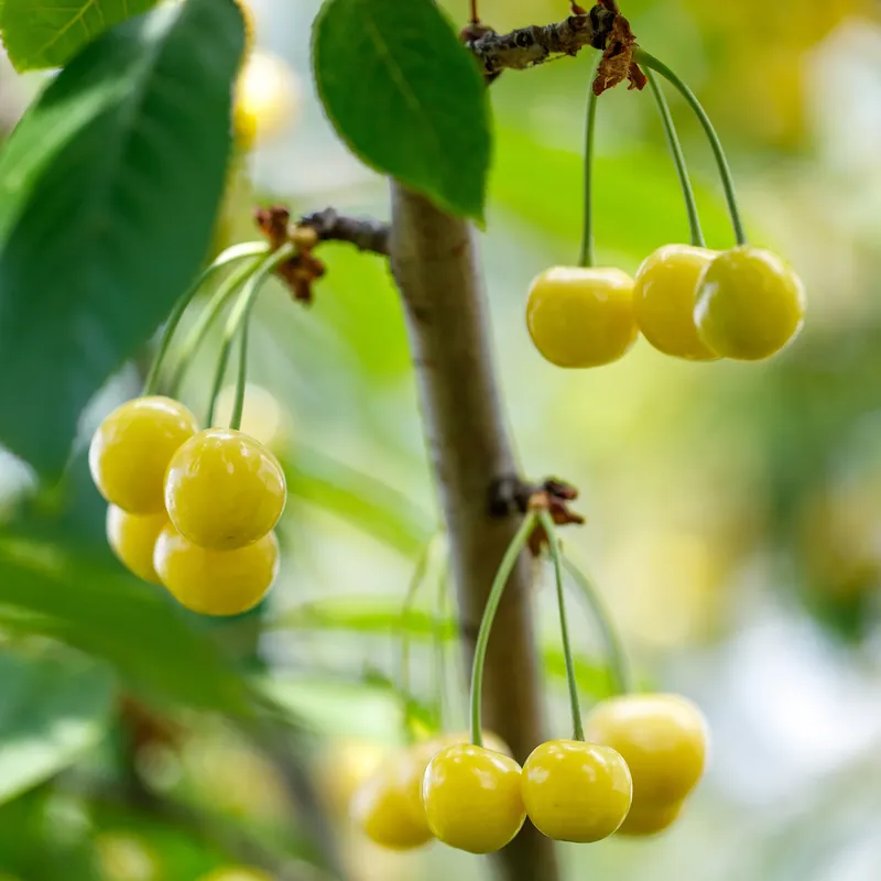 Letzte Chance Süßkirsche Dönissens Gelbe Prunus avium Dönissens Gelbe Knorpelkirsche