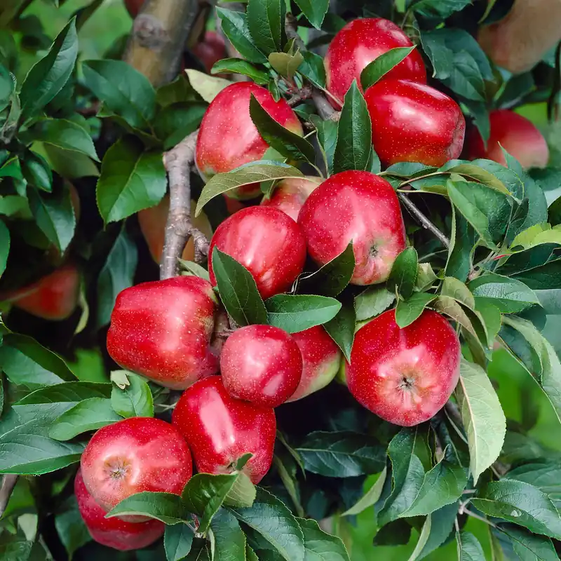 Apfel Gloster Malus domestica Gloster Schnäppchen