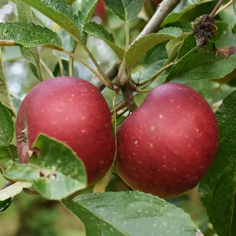 Apfel Ingrid Marie Malus domestica Ingrid Marie Finale Aktion