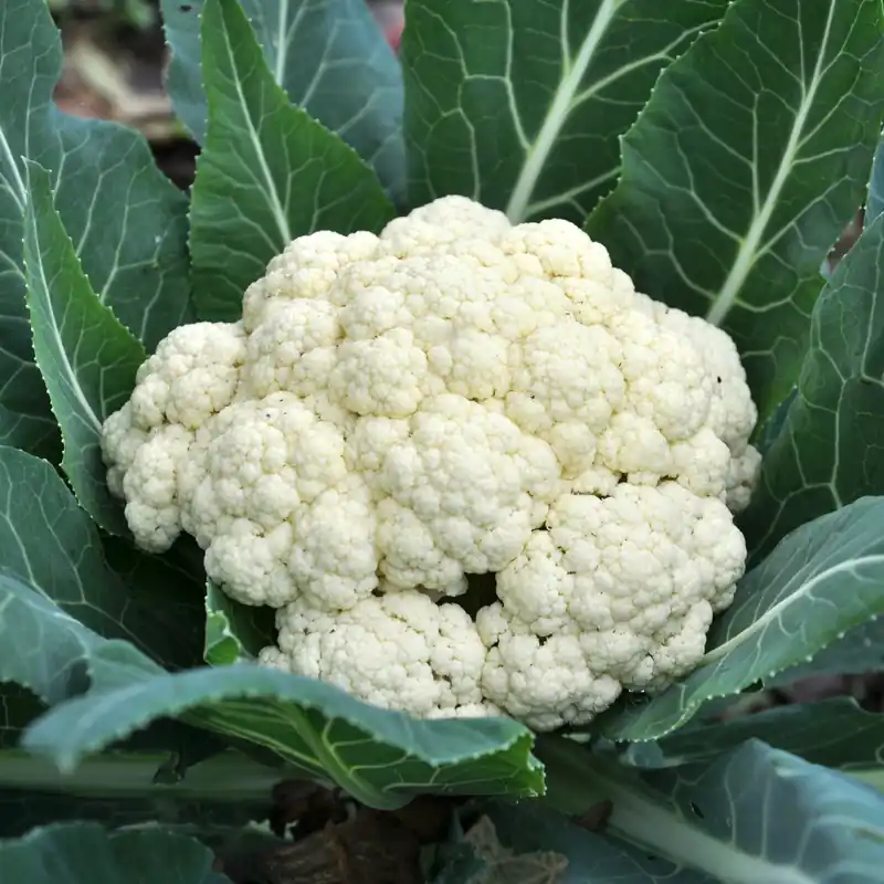 Beliebt Blumenkohl Novia F1 Brassica oleracea botrytis Novia F1