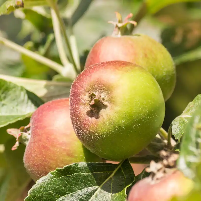 Sofort Bestellen Apfel Braeburn Malus domestica Braeburn