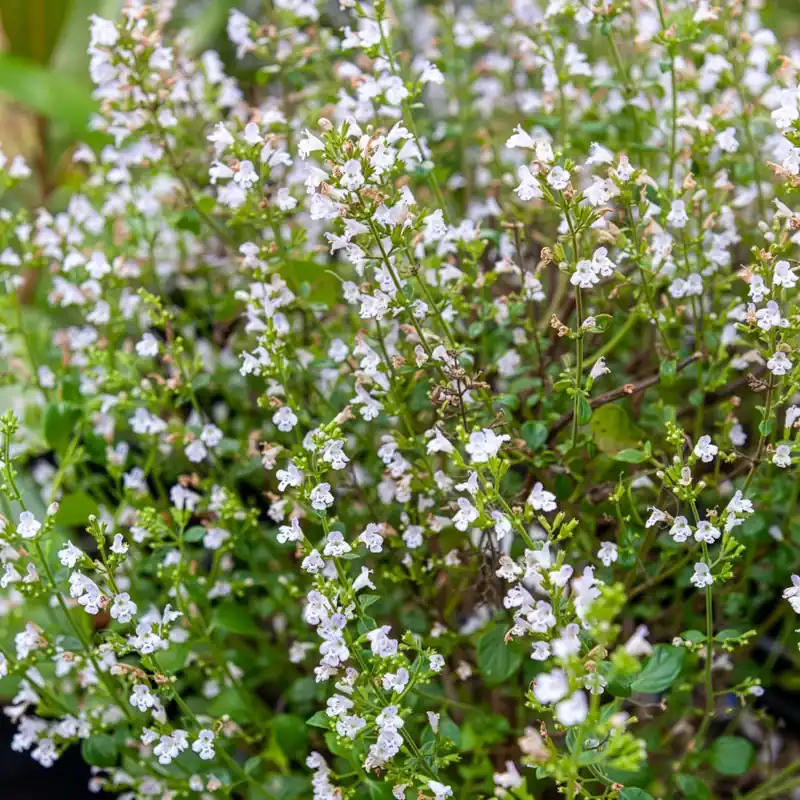 Echte Bergminze Calamintha sylvatica Menthe Beliebt