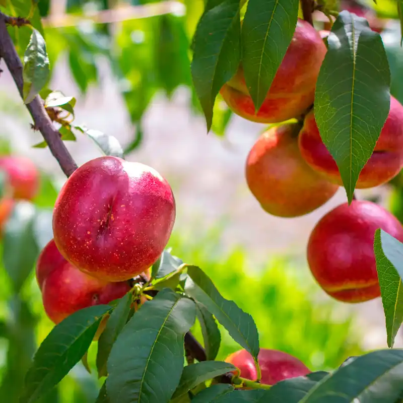 Nektarine Flavortop Prunus persica nucipersica Flavor Top Sonderaktion